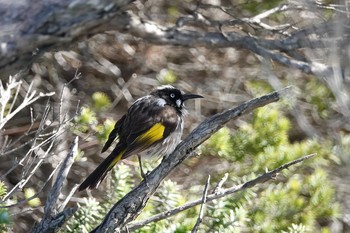 New Holland Honeyeater シドニー Fri, 6/29/2018