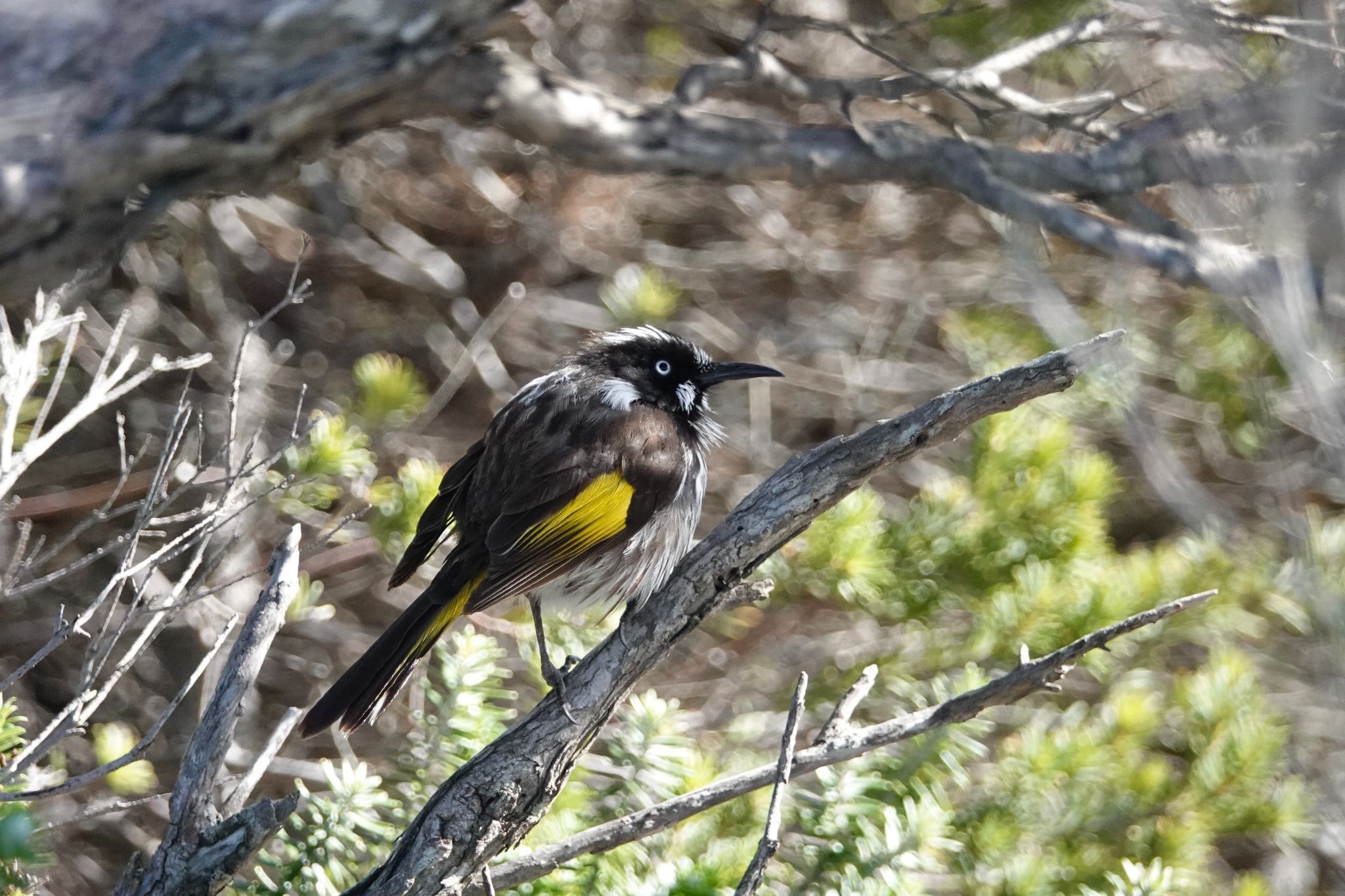 Photo of New Holland Honeyeater at シドニー by のどか