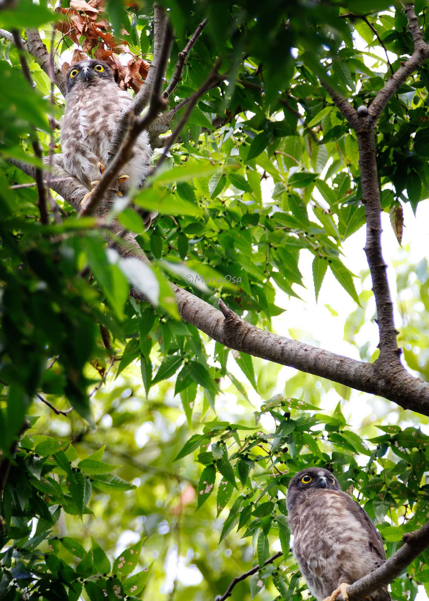  アオバズクの写真 by MunaOsa