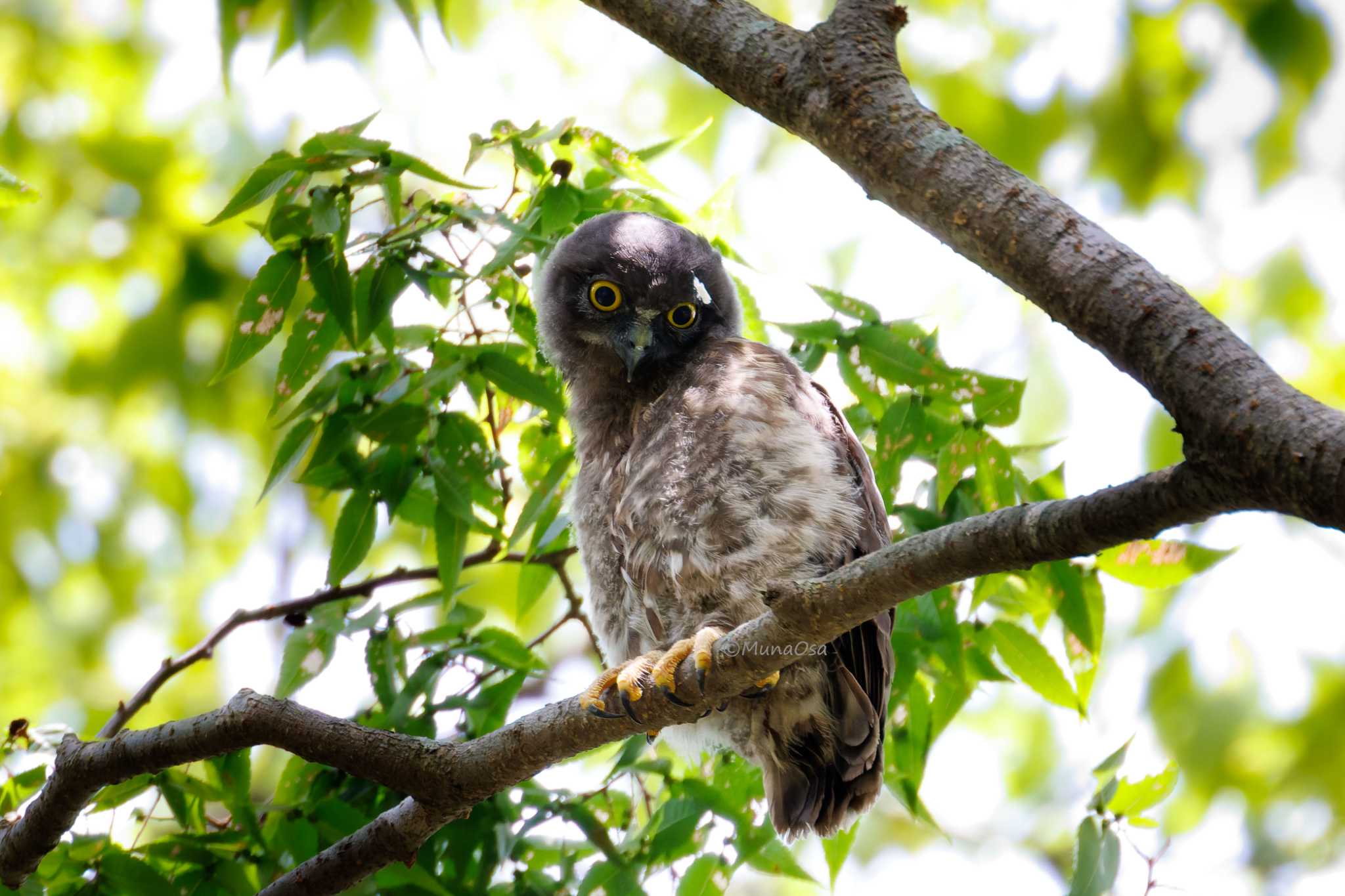 アオバズクの幼鳥