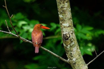 Ruddy Kingfisher 十二湖(青森県深浦町) Tue, 6/27/2023