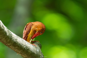 Ruddy Kingfisher 十二湖(青森県深浦町) Tue, 6/27/2023