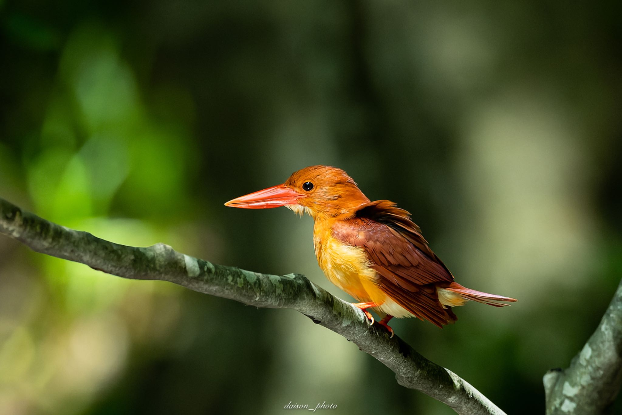 Photo of Ruddy Kingfisher at 十二湖(青森県深浦町) by Daison