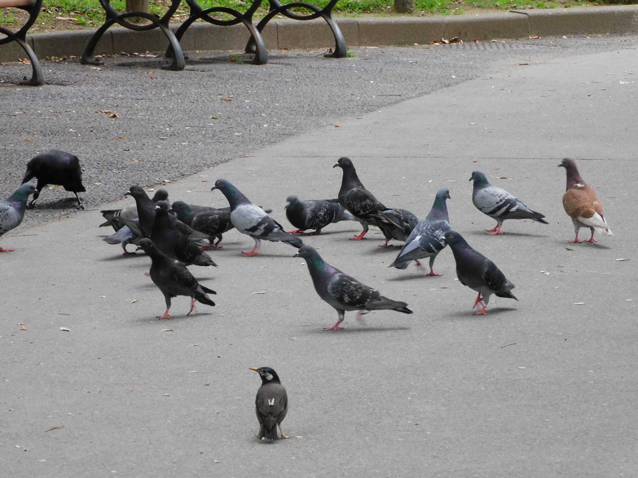 Photo of Rock Dove at 新宿中央公園 by morinokotori