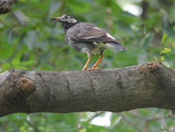 White-cheeked Starling 新宿中央公園 Thu, 7/13/2023