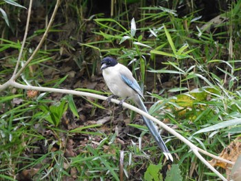 Azure-winged Magpie 新宿中央公園 Thu, 7/13/2023