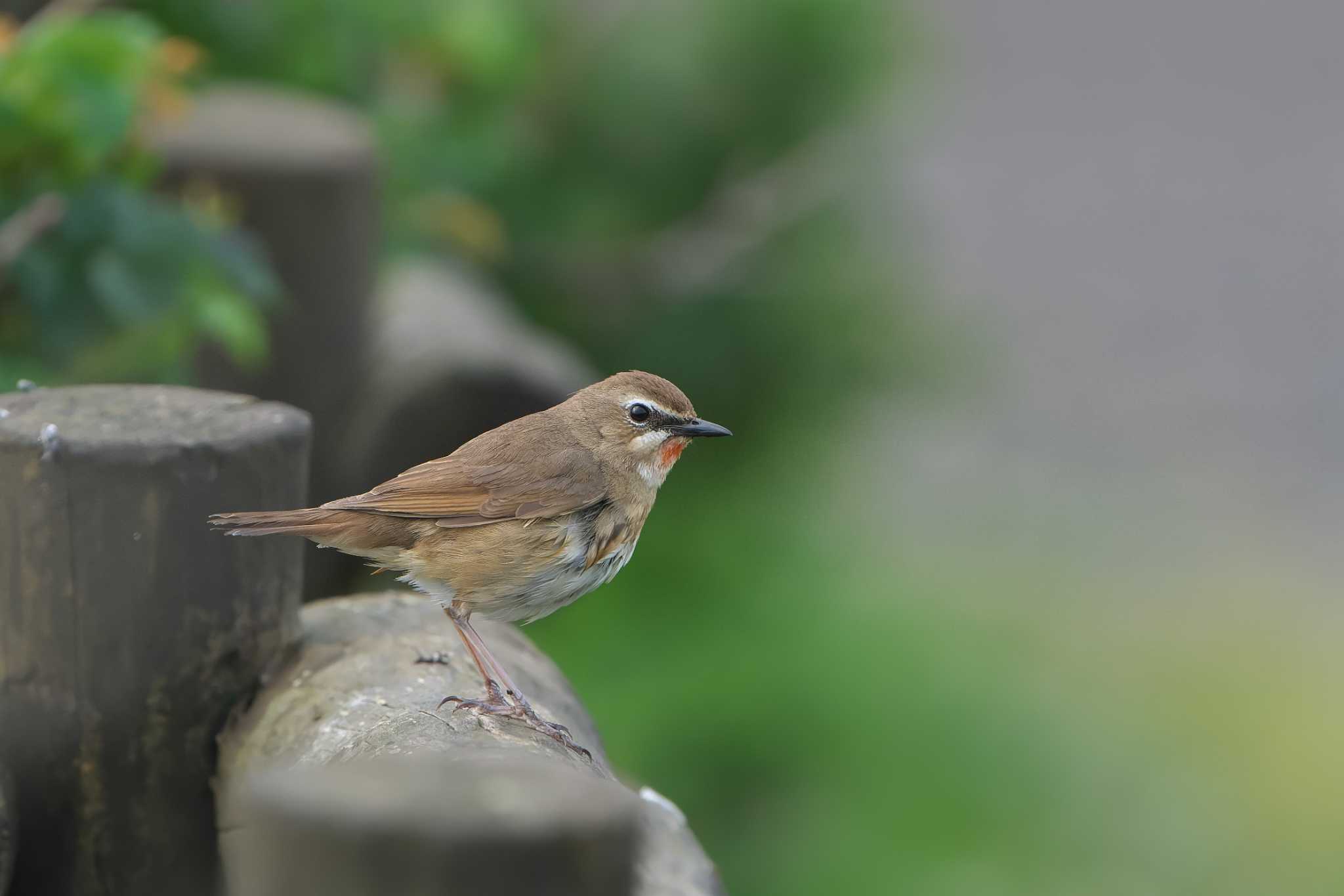 Photo of Siberian Rubythroat at オムサロ原生花園 by 禽好き