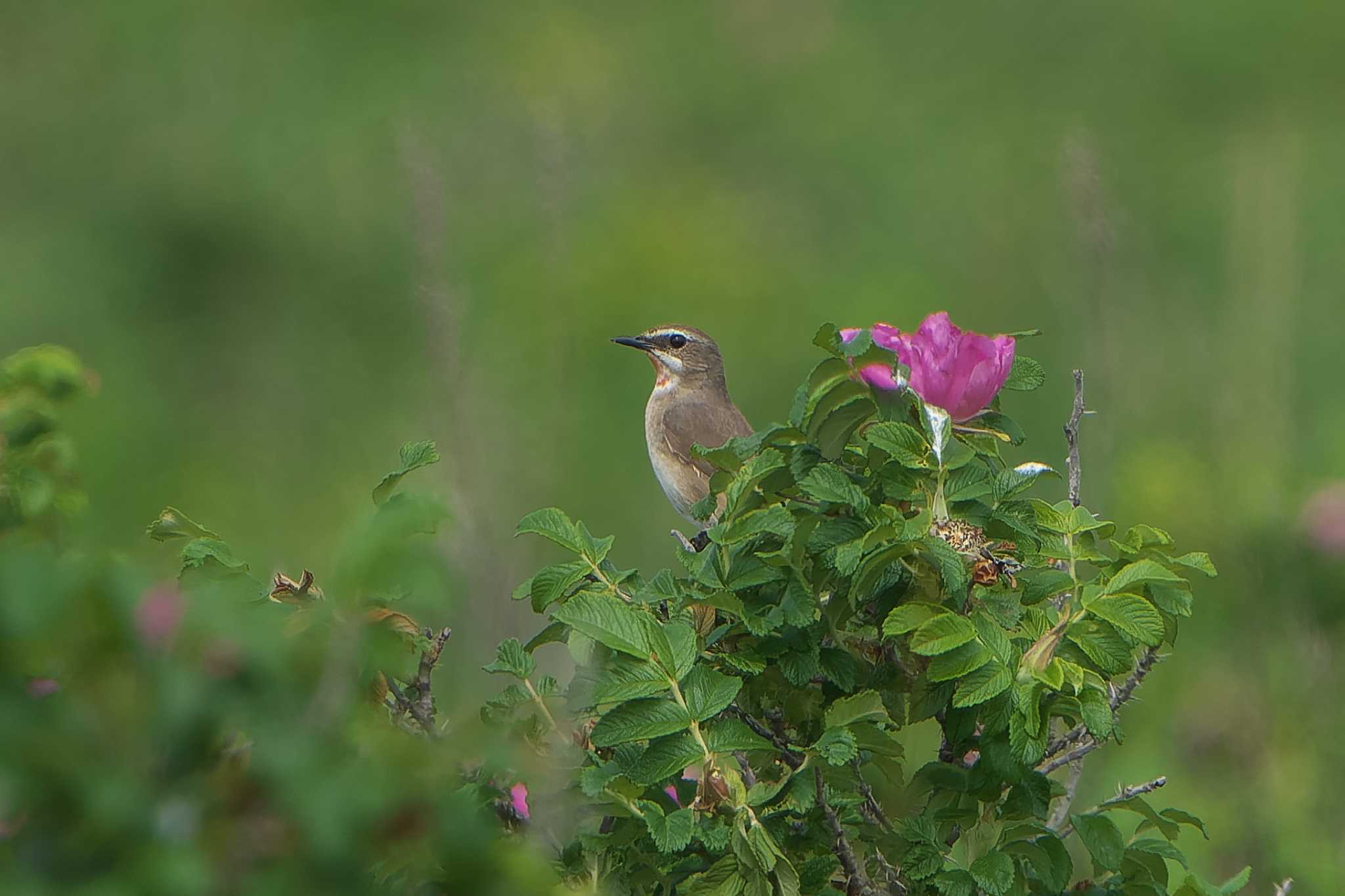 Siberian Rubythroat