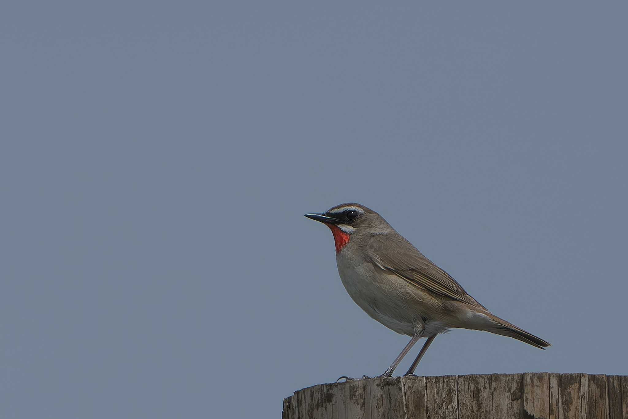 Siberian Rubythroat