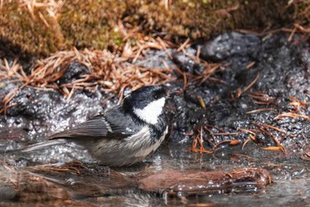 Coal Tit Okuniwaso(Mt. Fuji) Tue, 5/2/2023