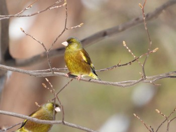 カワラヒワ 蔵王野鳥の森 2023年4月9日(日)