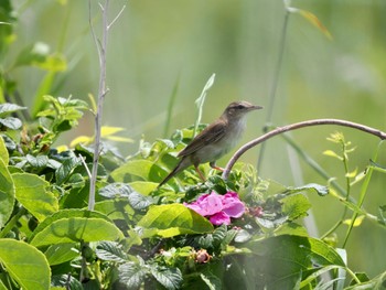 Middendorff's Grasshopper Warbler 小清水原生花園 Sat, 6/24/2023