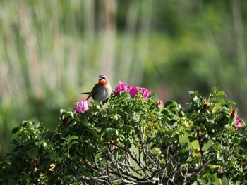 ノゴマ 小清水原生花園 2023年6月24日(土)