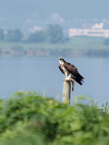 Osprey 諌早湾干拓地 Thu, 7/6/2023