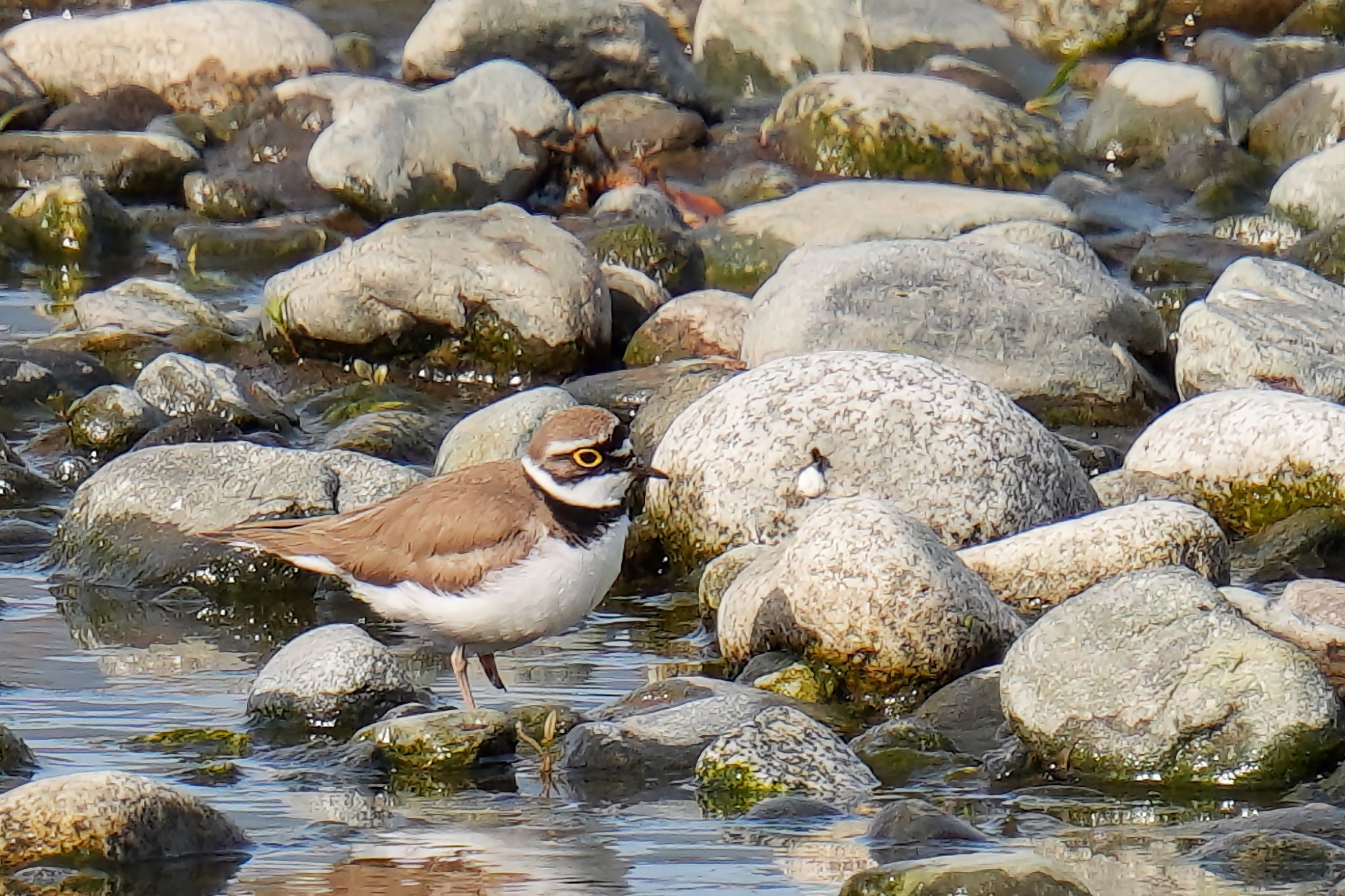 Photo of Little Ringed Plover at 酒匂川河口 by アポちん