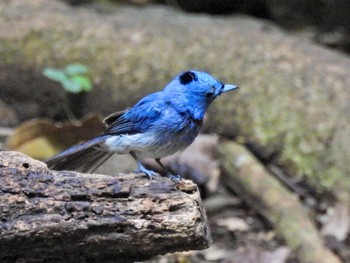 Black-naped Monarch Kaeng Krachan National Park Fri, 6/30/2023