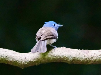 Black-naped Monarch Kaeng Krachan National Park Fri, 6/30/2023