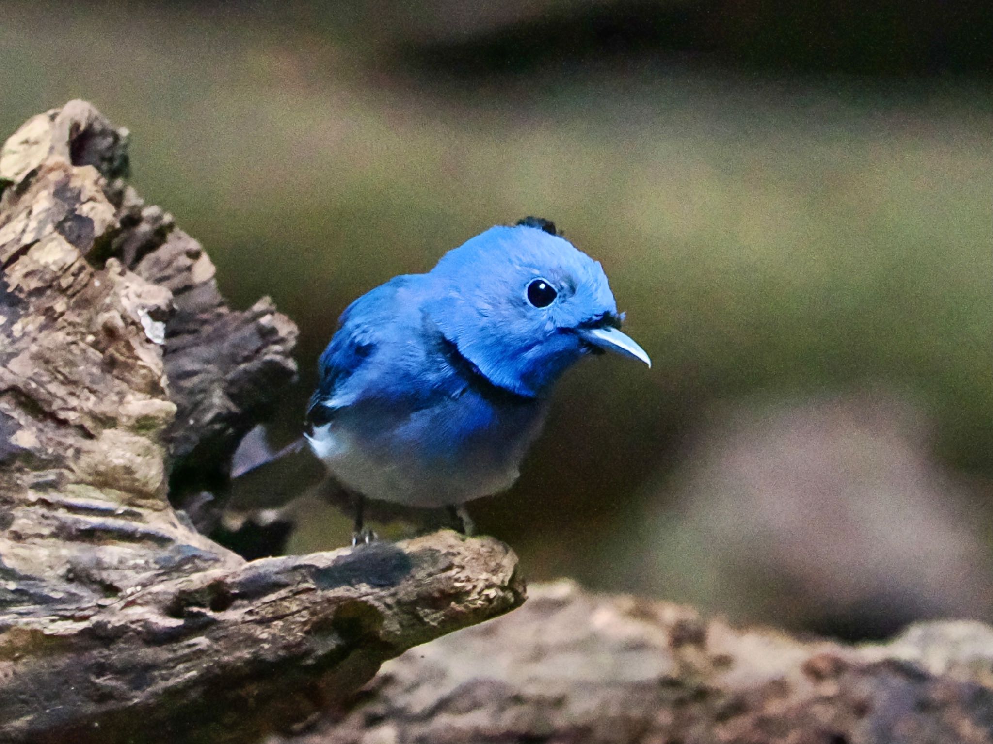 Black-naped Monarch