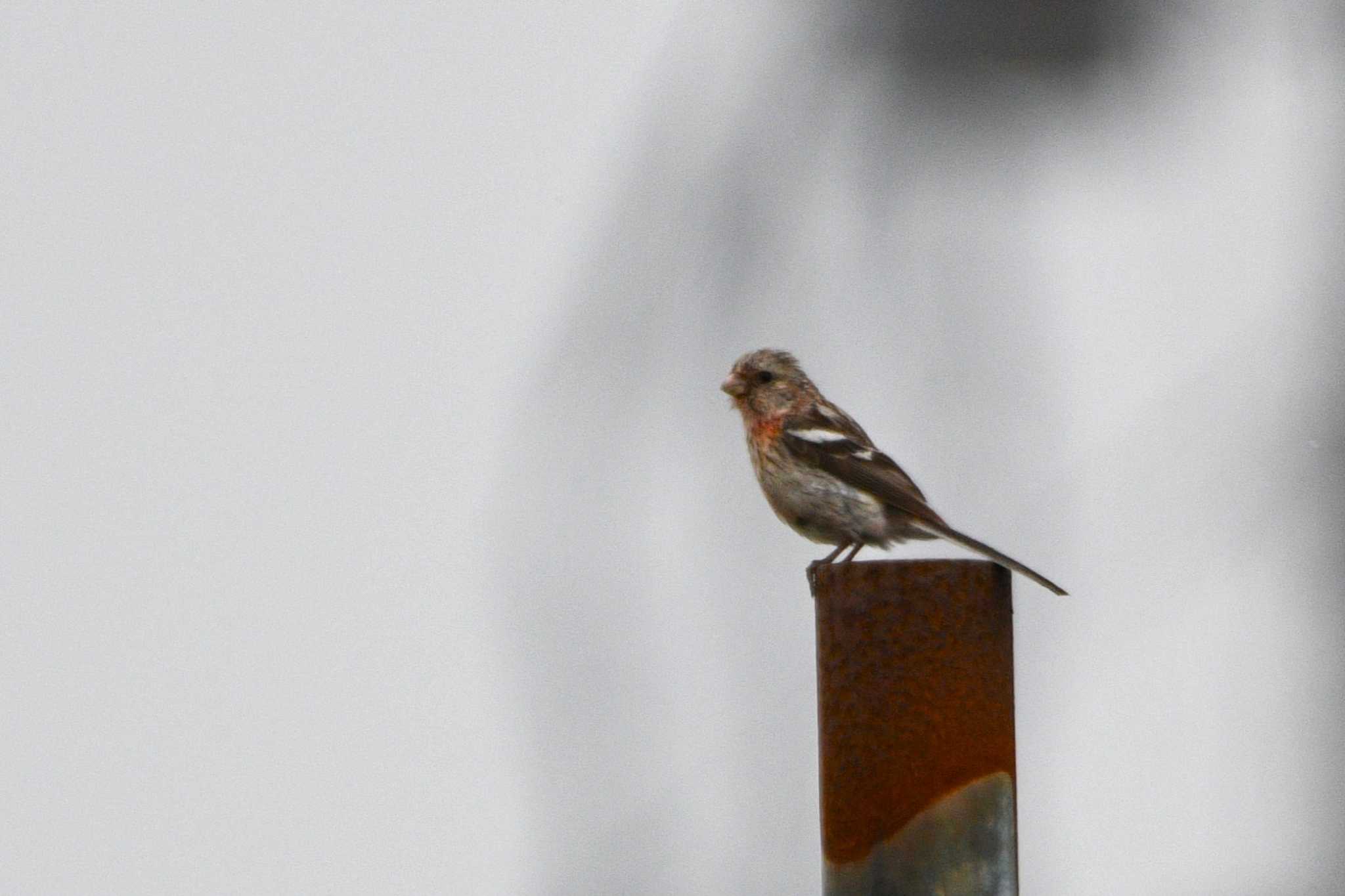 Siberian Long-tailed Rosefinch