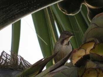 Collared Palm Thrush