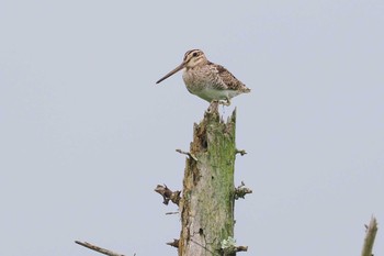 Sun, 7/9/2023 Birding report at JGSDF Kita-Fuji Exercise Area