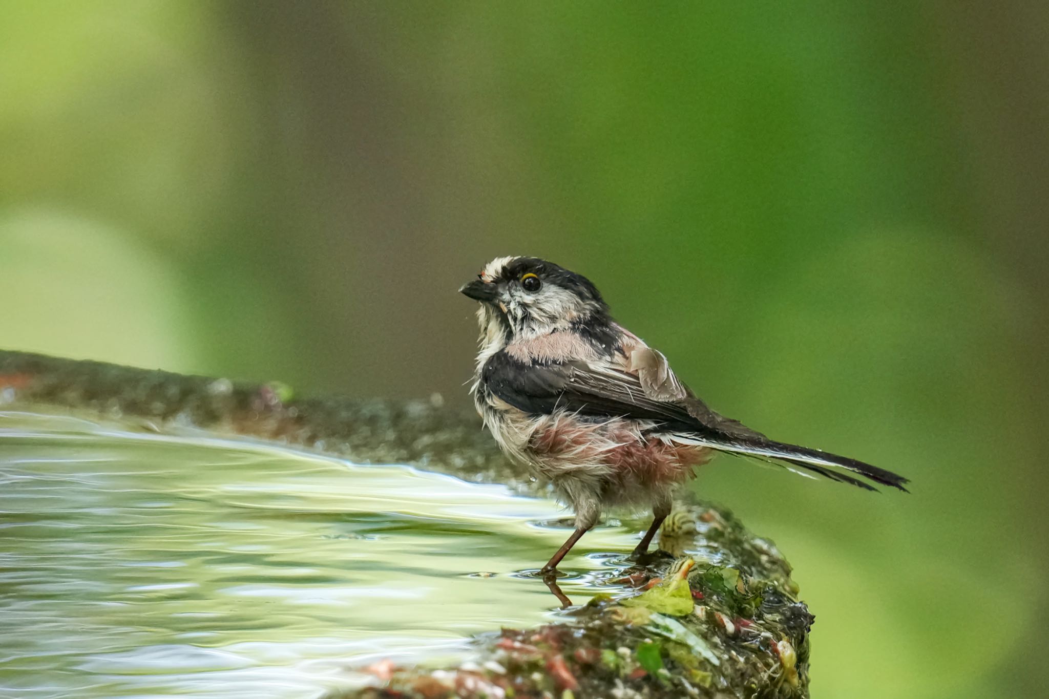 権現山(弘法山公園) エナガの写真