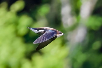 ハリオアマツバメ 長野県 2023年7月2日(日)