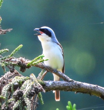 Tiger Shrike Unknown Spots Wed, 5/31/2023