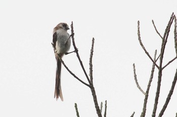 Long-tailed Tit 愛知県 Fri, 6/30/2023