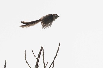 Long-tailed Tit 愛知県 Fri, 6/30/2023