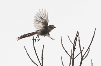 Long-tailed Tit 愛知県 Fri, 6/30/2023