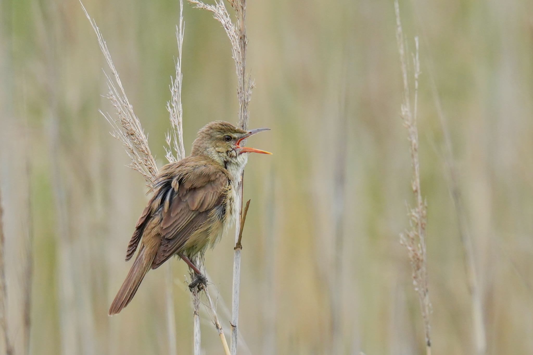 Oriental Reed Warbler