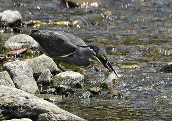 Striated Heron 入間川(広瀬橋付近) Wed, 7/12/2023