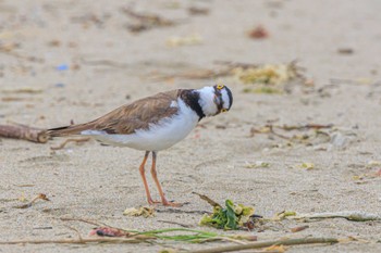 コチドリ 魚住海岸 2023年6月24日(土)