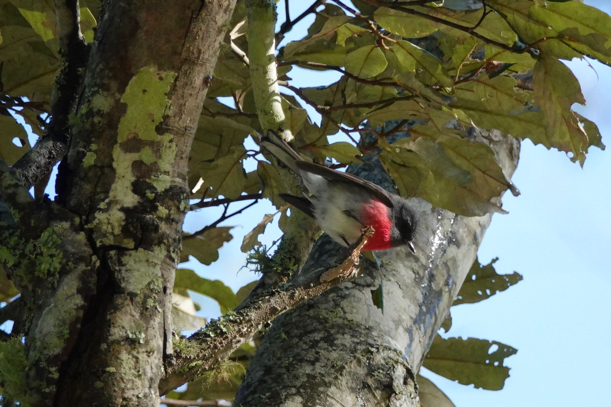 Photo of Rose Robin at シドニー by のどか