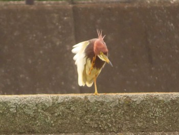 Chinese Pond Heron 金井遊水地(金井遊水池) Sun, 6/25/2023