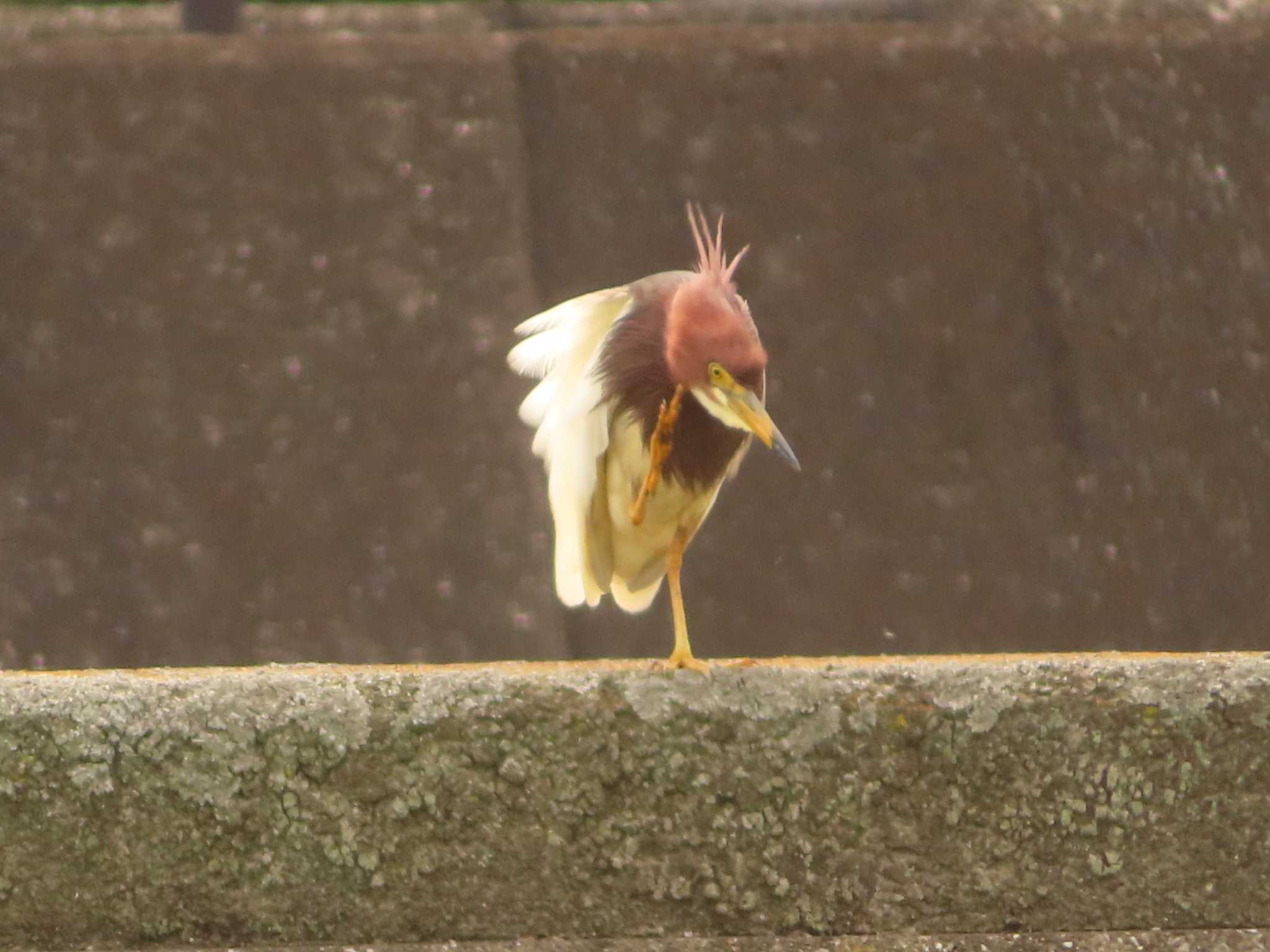 金井遊水地(金井遊水池) アカガシラサギの写真