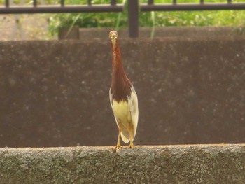 Chinese Pond Heron 金井遊水地(金井遊水池) Sun, 6/25/2023