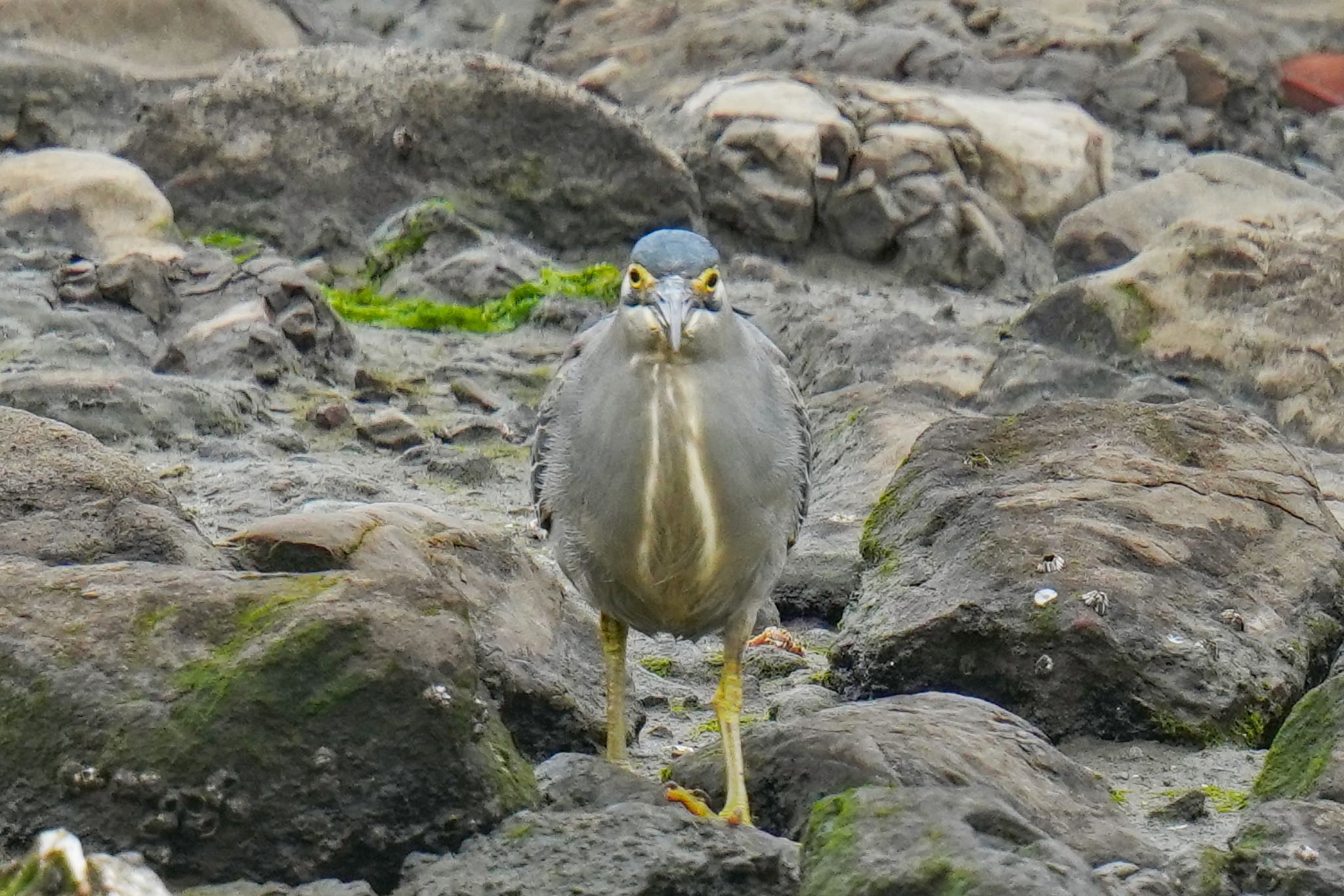 Striated Heron