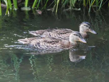 2023年7月14日(金) 福井緑地(札幌市西区)の野鳥観察記録