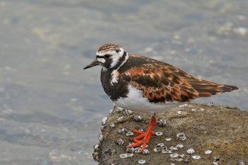 Ruddy Turnstone Tokyo Port Wild Bird Park Sat, 5/13/2023