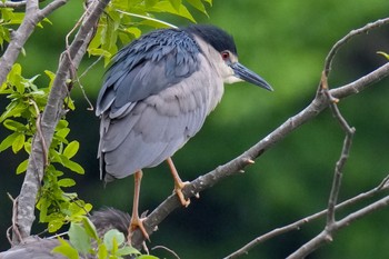 Black-crowned Night Heron Shakujii Park Sun, 5/14/2023