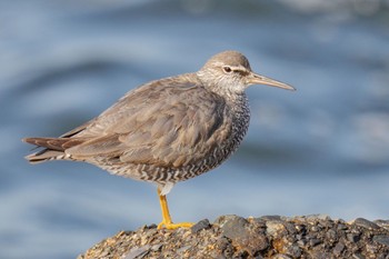 Wandering Tattler 日の出三番瀬沿い緑道 Sat, 5/27/2023