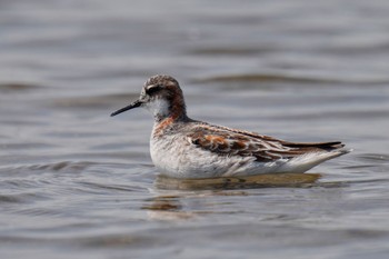 Red-necked Phalarope Sambanze Tideland Sat, 5/27/2023