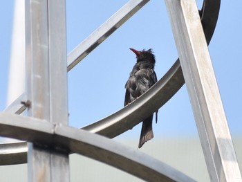 クロヒヨドリ 台湾 撮影日未設定