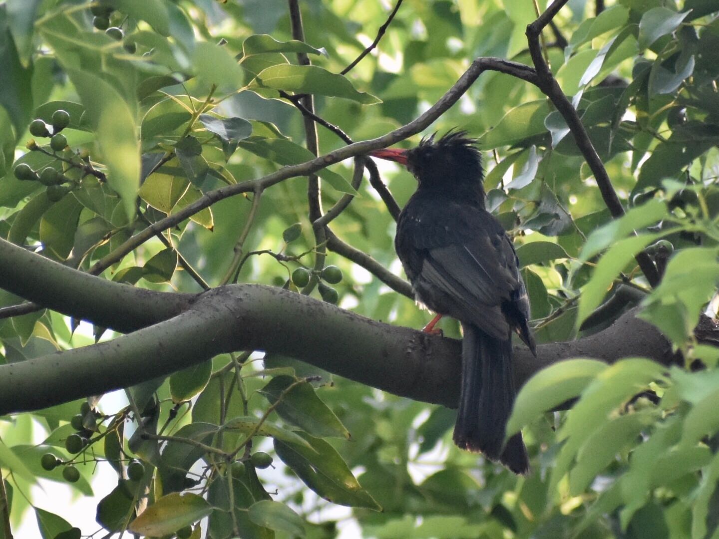 クロヒヨドリ