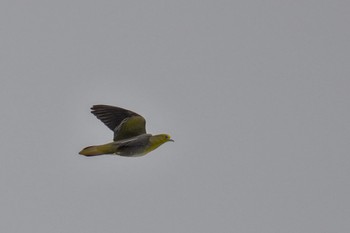 White-bellied Green Pigeon Terugasaki Beach Sun, 6/4/2023