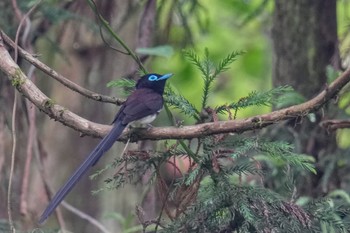 Black Paradise Flycatcher 八王子城跡 Sat, 6/10/2023