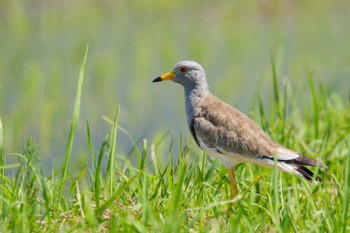 Grey-headed Lapwing 浮島ヶ原自然公園 Sat, 6/17/2023