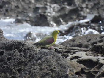 White-bellied Green Pigeon Terugasaki Beach Fri, 7/14/2023